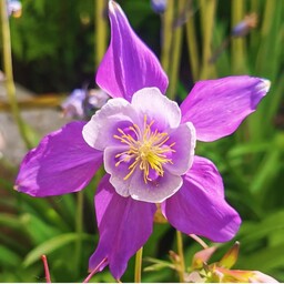 بذر اورجینال گل تاج الملوک  Aquilegia