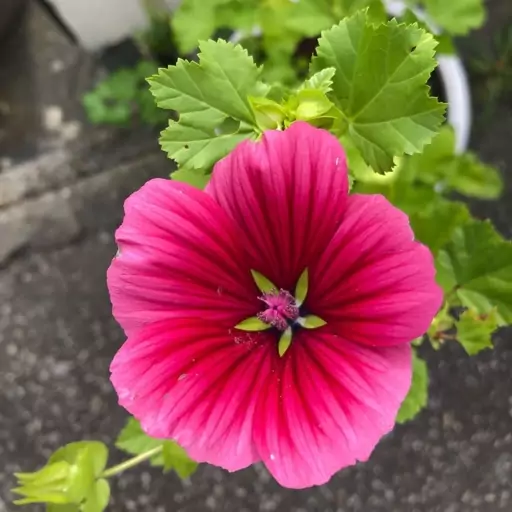 بذر گل پنیرک ارغوانی  Malope trifida 