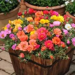 بذر گل ناز آفتابی Portulaca grandiflora