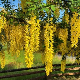 بذر اورجینال درخت پروانه COMMON LABURNUM