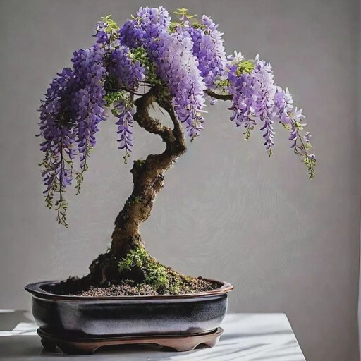 بذر ویستریا Wisteria bonsai