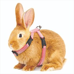 قلاده کمری دورگردنی  مخصوص گربه  و  خرگوش کد - G27 با لید 150 سانتی  و قفل خارجی