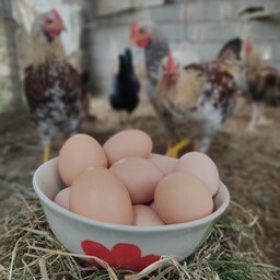 تخم مرغ محلی متوسط 