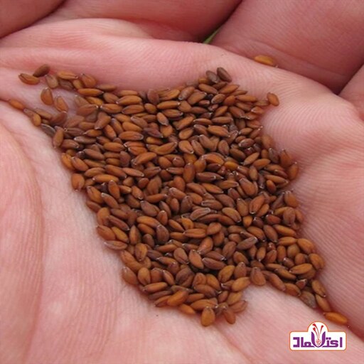 بذر شاهی 250 گرمی اعتماد درجه یک و اعلا