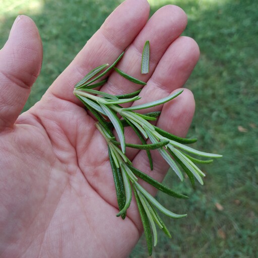 رزماری سبز تازه. رزماری تازه. (چاشنی غذا ). 200 گرم. اکلیل کوهی.  مسیح مارکت