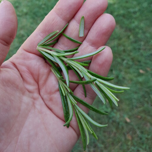 رزماری سبز تازه. رزماری تازه. (چاشنی غذا ). 100 گرم .  اکلیل کوهی. مسیح مارکت