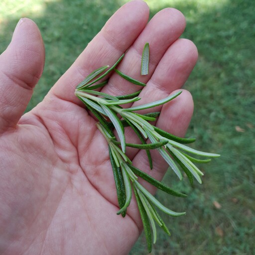 رزماری سبز تازه. رزماری تازه. (چاشنی غذا ). 500 گرم. اکلیل کوهی. مسیح مارکت