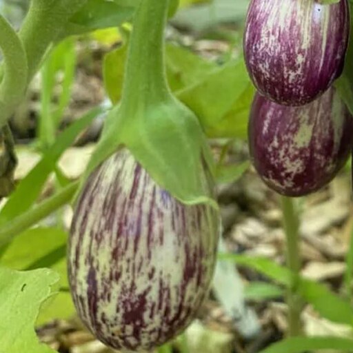 بذر بادمجان زبرا دلمه ای 10 عددی