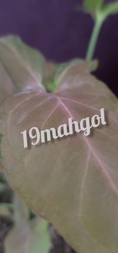 کیف بافت لاله
