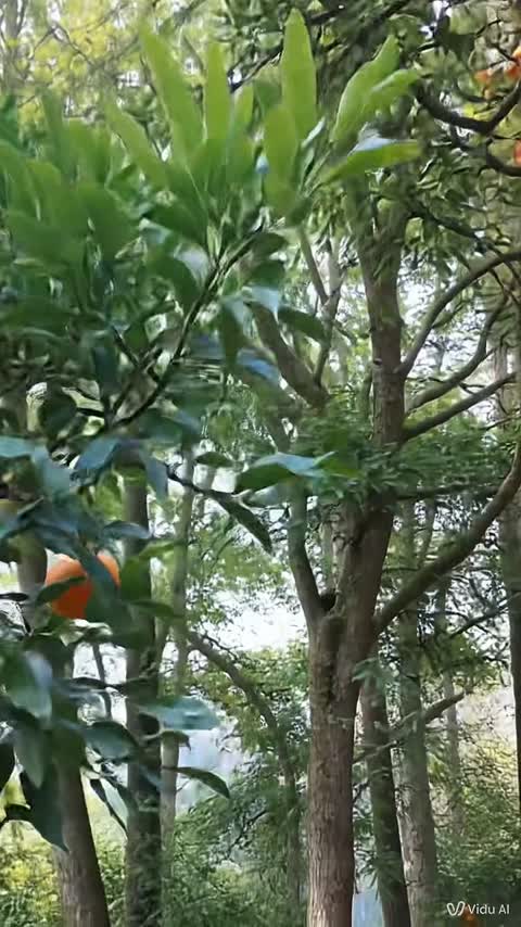ادکلن کوکو مادمازل Coco Mademoiselle اصل و اورجینال بارکد دار  (100 میل )