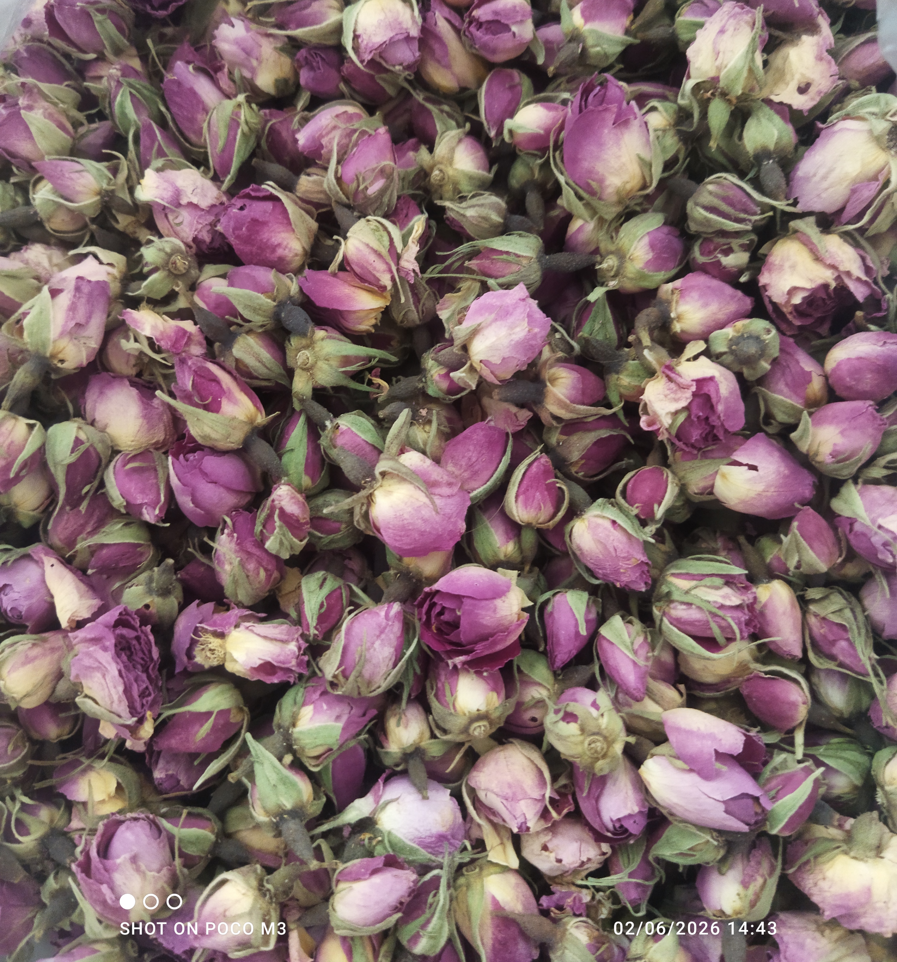 غنچه گل محمدی باغهای جنگل ابر شاهرود (100 گرمی)