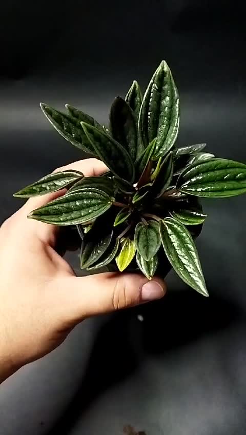 گیاه پپرومیا روسو(چندبوته)(بسته بندی اختصاصی)(پس کرایه)