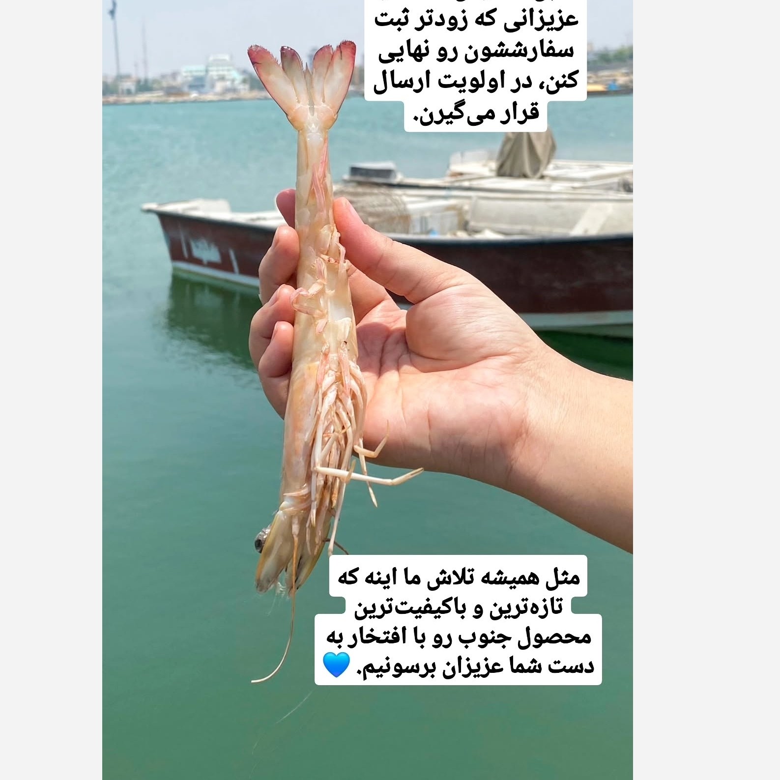 میگو صورتی بوشهر صید روز 