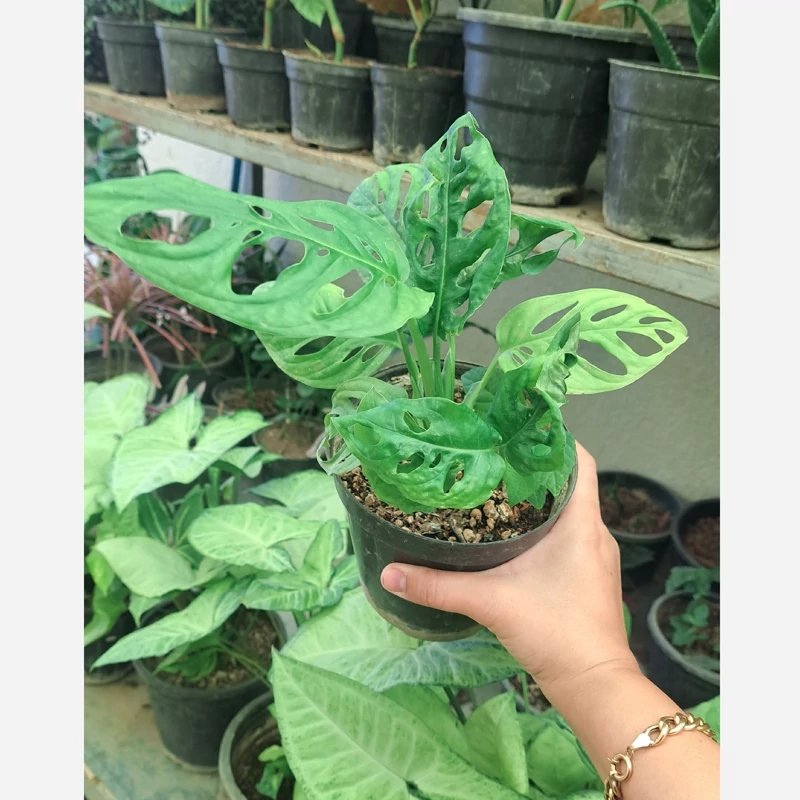 بوته پیتوس پنجره ای