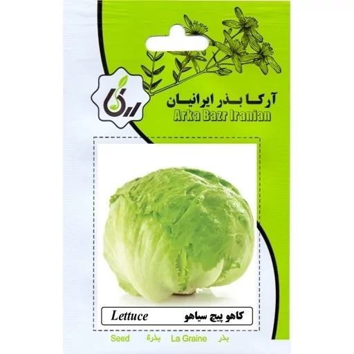 بذر کاهو پیچ سیاهو