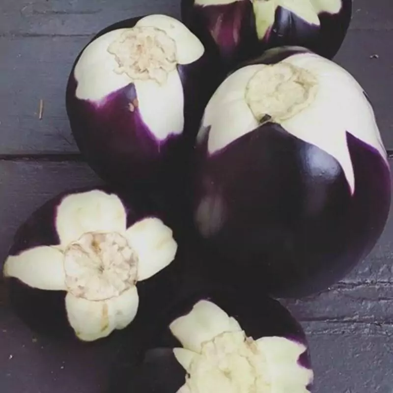 بذر بادمجان دلمه ای ویولتا 20عددی