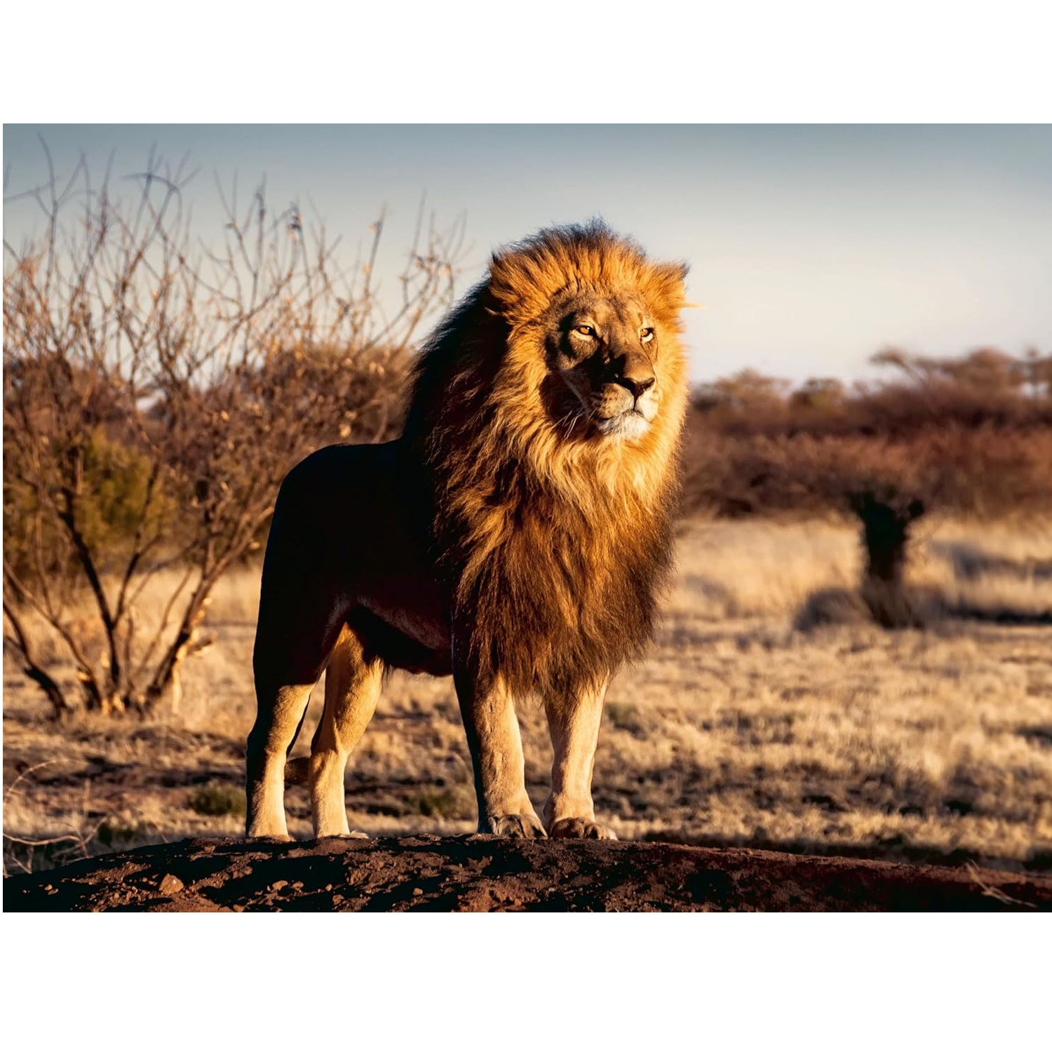 پازل 1500 تکه راونزبرگر مدل The Lion King of the Animals کد 12000733 مناسب برای 14 سال به بالا