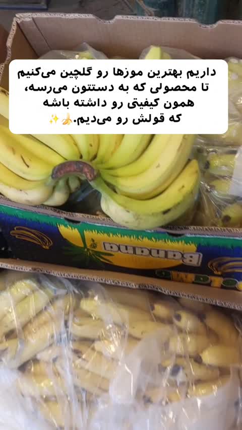 دنت موزی ارگانیک تغذیه سالم و مقوی کودک از 10ماهگی