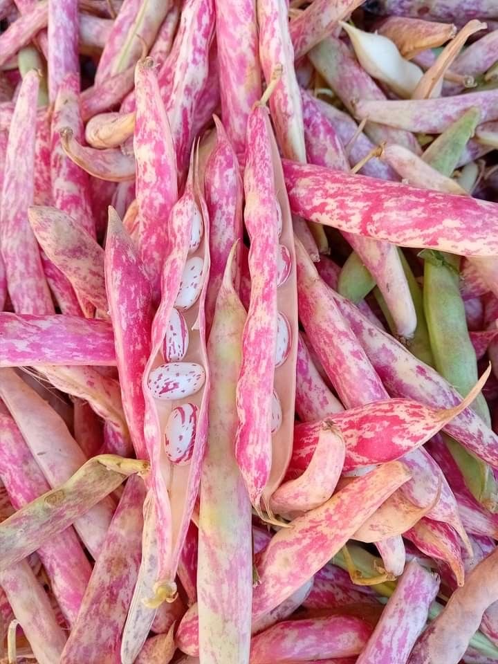 پاچ باقلا رشت