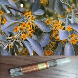 عطر طبیعی شکوفه سنجد (ریحانا) 10 میل افشان