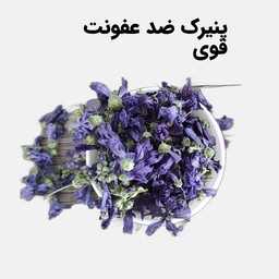 پنیرک خشک (40 گرم،  کمک به بهبودی سرماخوردگی و عفونت)  موسسه پژوهشی طبی بازرگانی سیمرغ 