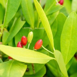 یک عدد بذر درخت کوکا -Coca Seed