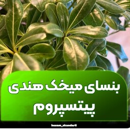 بنسای میخک هندی  یا پیتسپروم