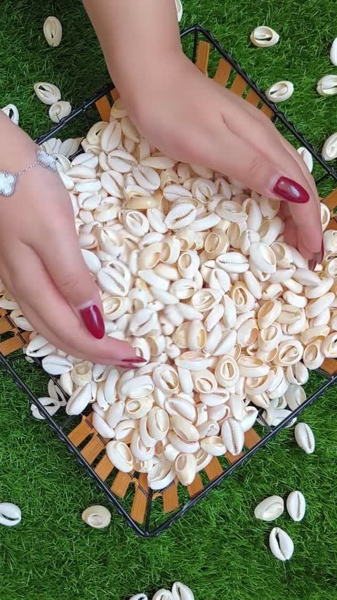 صدف دریایی سیپرا (فروش بصورت دونه ای)