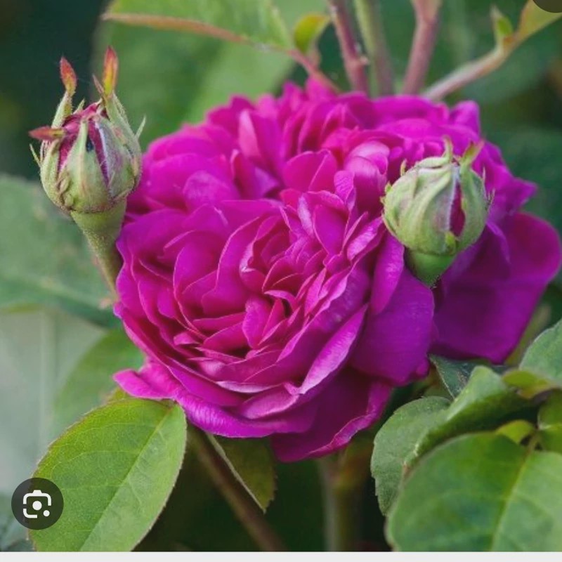 نهال گل محمدی کاشان یکساله