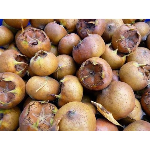 نهال ازگیل پیوندی (کندوس)ازگیل محلی