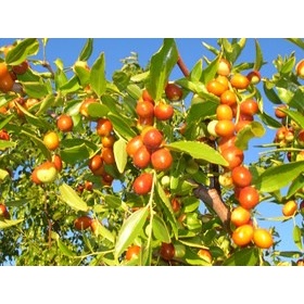 نهال عناب بیرجند