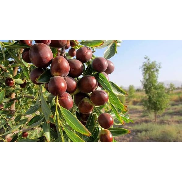 نهال عناب بیرجند