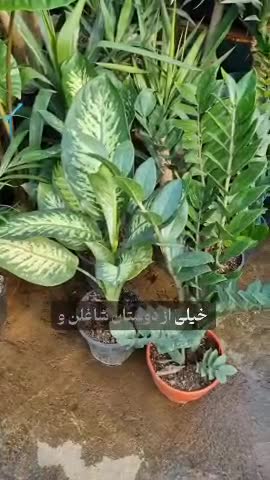 سانسوریا کراواتی ابلق، سایز متوسط گیاه آپارتمانی مقاوم