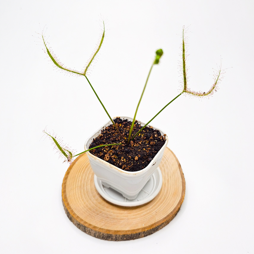 گیاه طبیعی گوشتخوار دروزرا نژاد شاخ گوزنی(سایز6)