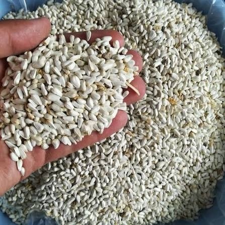 بذر (تخم) گلرنگ 50 گرم