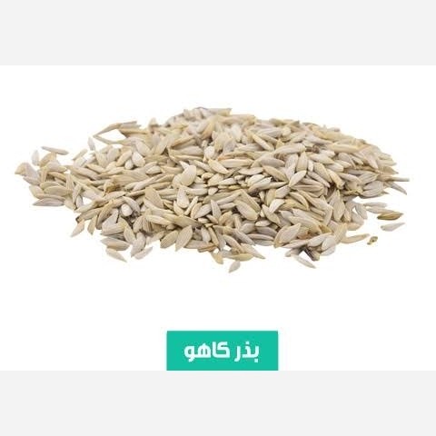 بذر (تخم) کاهو 20 گرمی