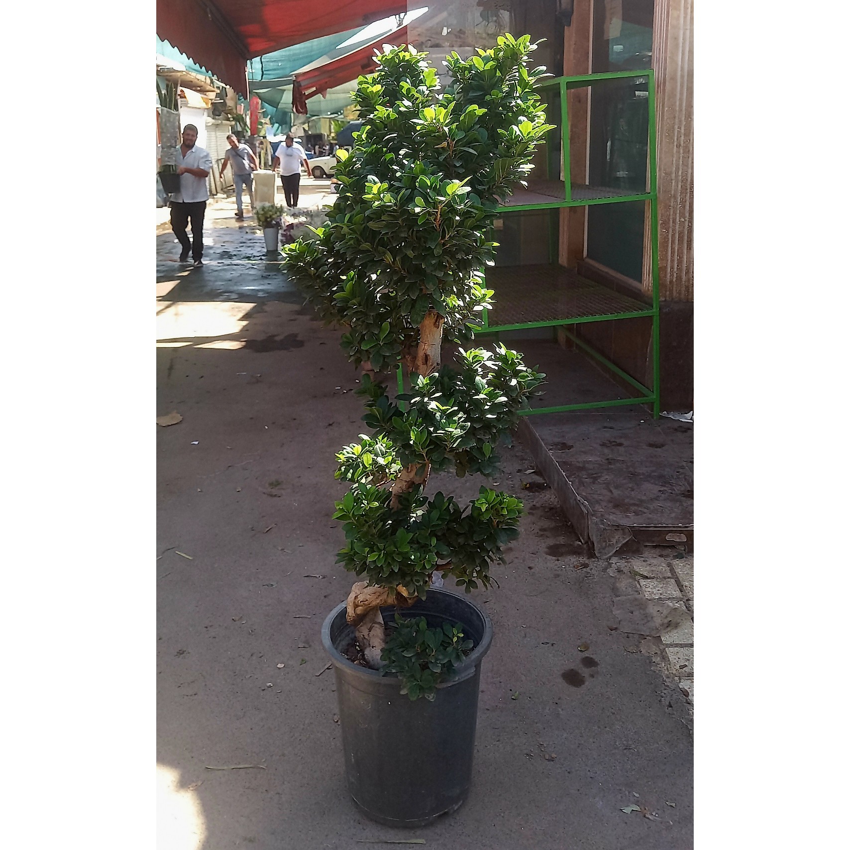 بونسای تنهs جیسینگ(پس کرایه)