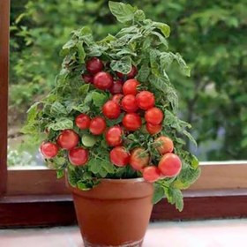 بذر گوجه فرنگی گیلاسی چری قرمز پاکوتاه (گوجه فرنگی گلدانی)