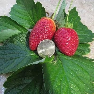 بذر توت فرنگی کاماروسا گلدانی
