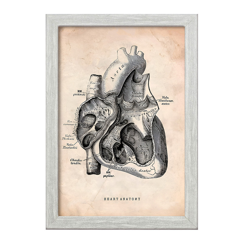 ارسال دیجی کالا تابلو خندالو طرح آناتومی قلب Heart Anatomy کد F13943 ارسال دیجی کالا