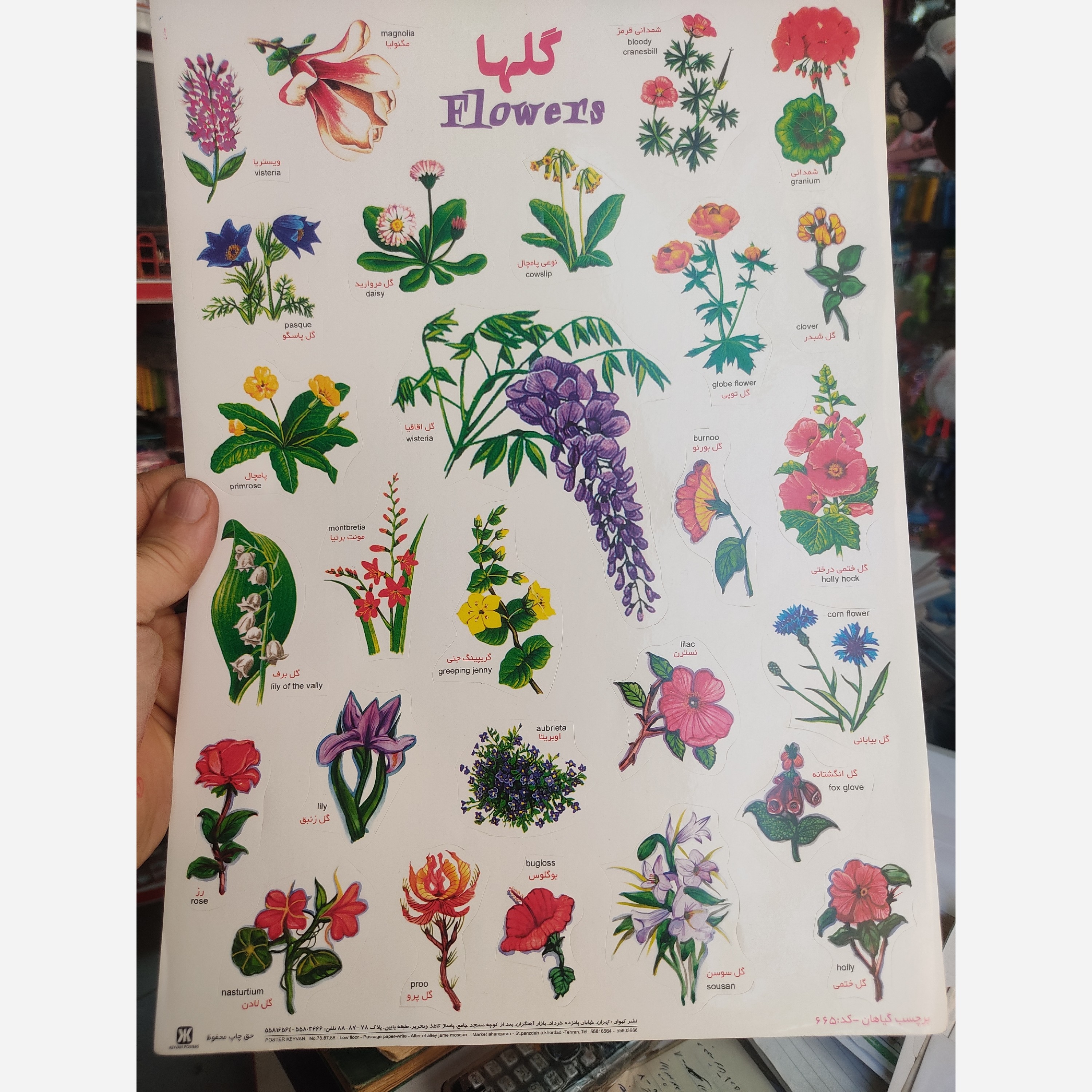 برچسب آموزشی گلها گیاهان درخت ها ووو
