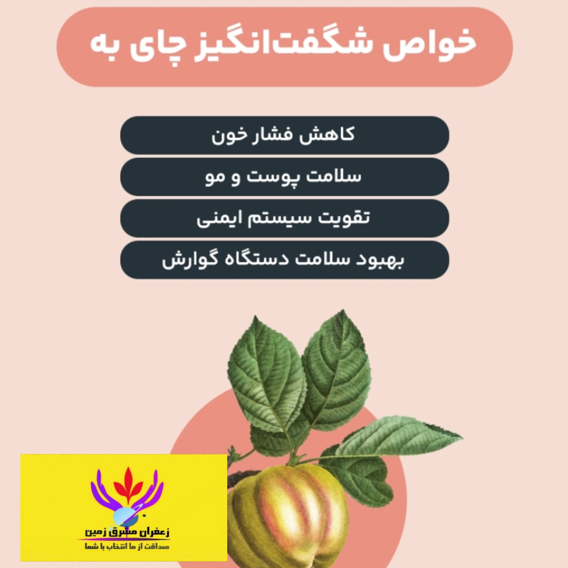 چای به 100 گرم برند مشرق زمین