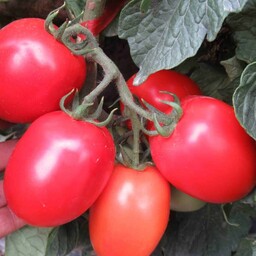 بذر گوجه فرنگی فضای باز      هیبرید f1.         وارداتی تاریخ تولید جدید