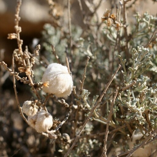 بذر درمنه دشتی 1گرمی