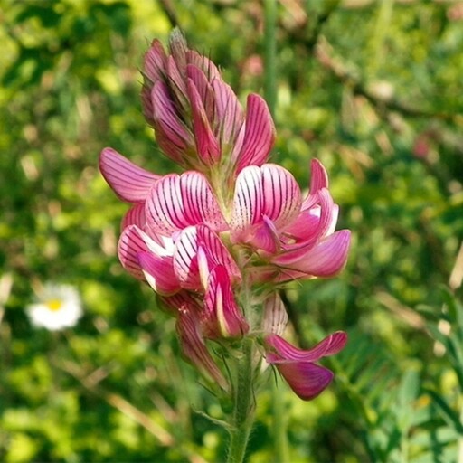 بذر اسپرس (سرده)10گرمی