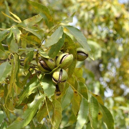 بذر گردو آمریکایی 2 عددی