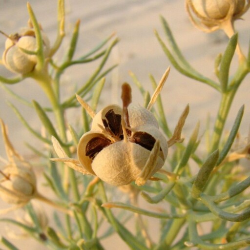 بذر اسپند 1گرمی