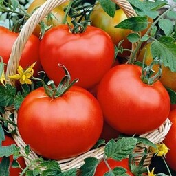 بذر گوجه فرنگی فلوریدا 10عددی