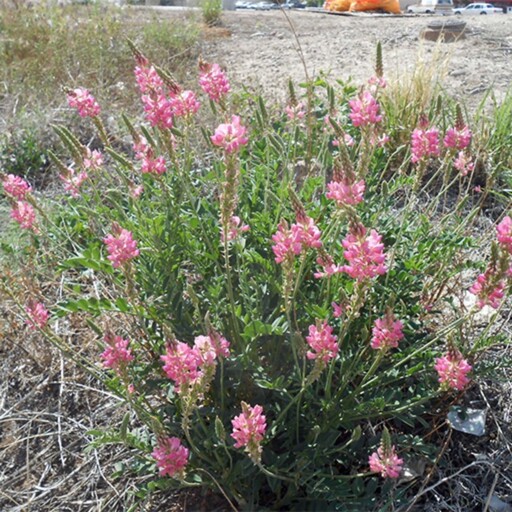 بذر اسپرس (سرده)10گرمی