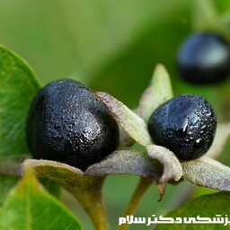 بذر بالنگو 1گرمی